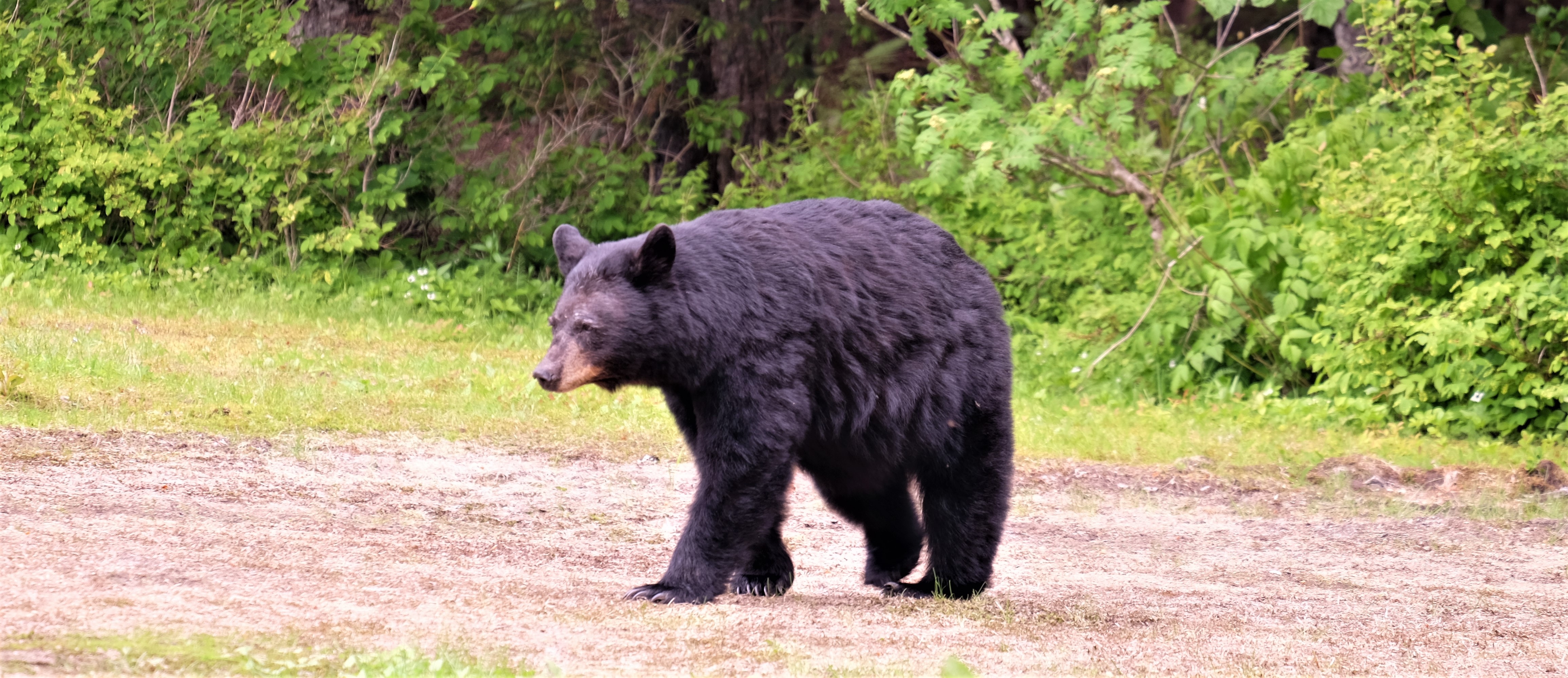 Adirondack black bear