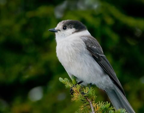 Adirondack bird perched on a tree branch