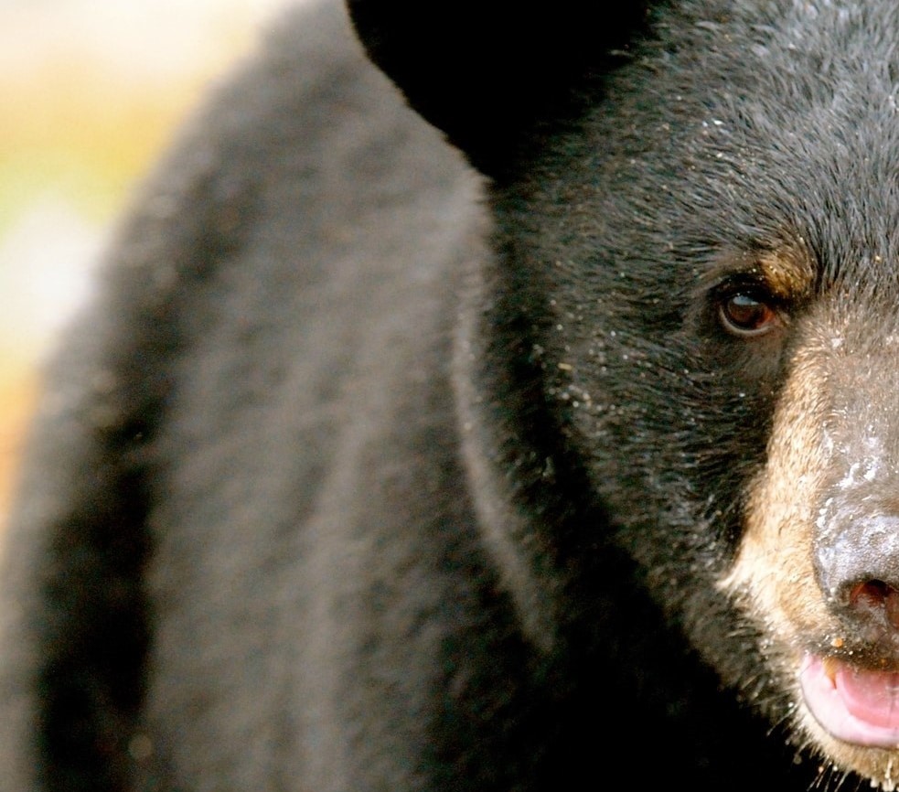 close up of a black bear's face