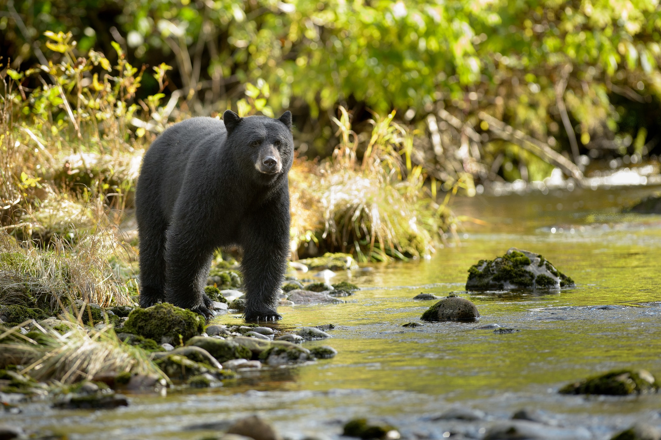 black bear standing near a river looking for food