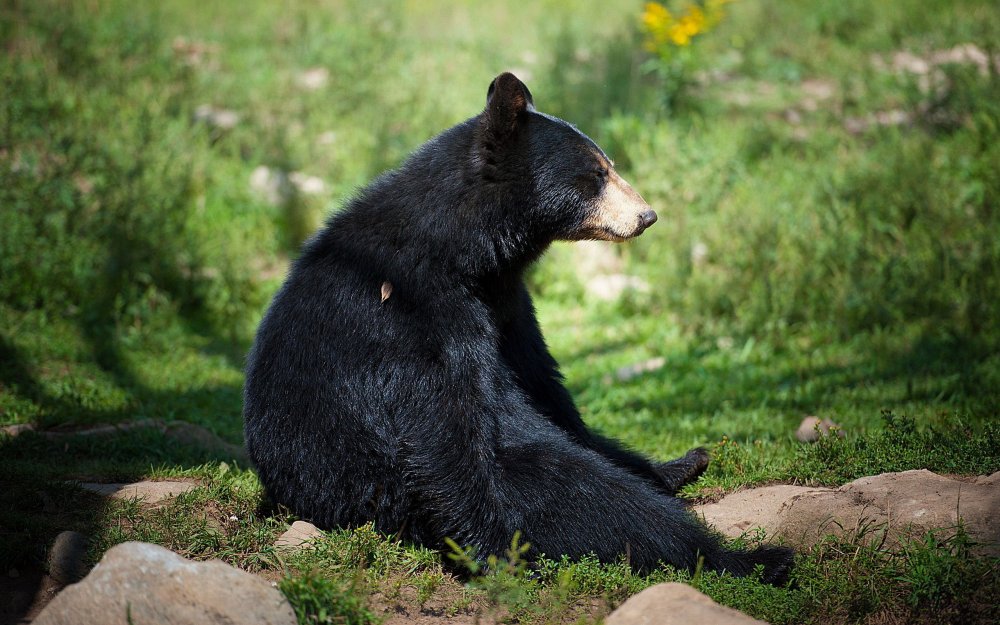 Adirondack black bear named Yellow Yellow