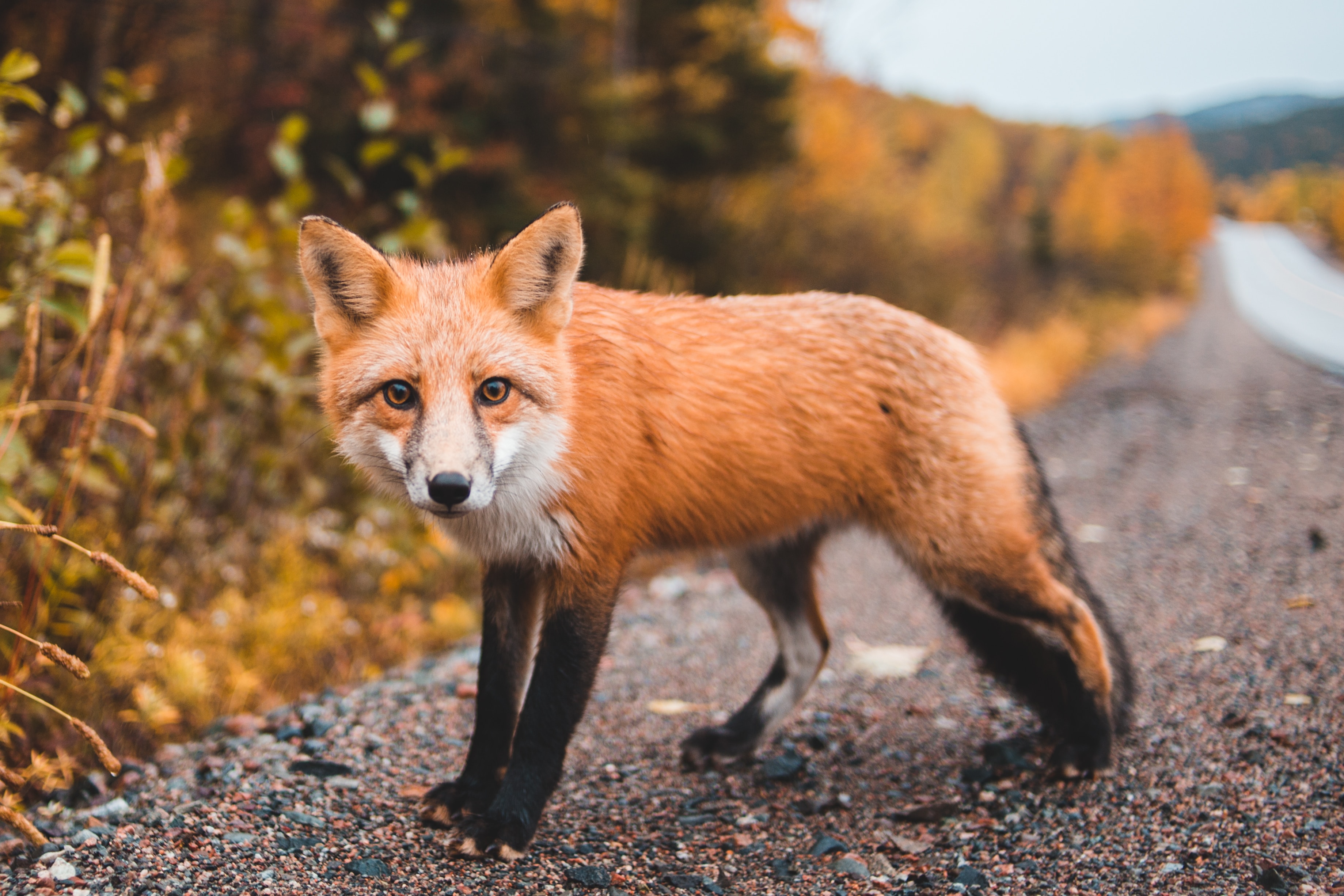 Adirondack fox walking across a road