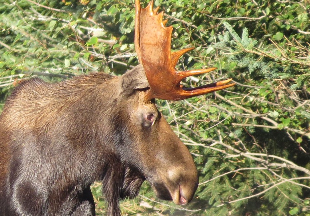 close up on an Adirondack Moose