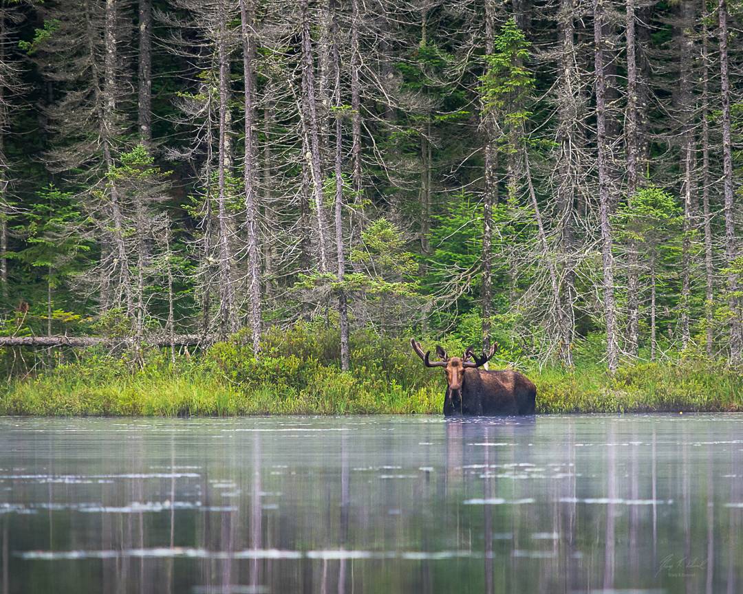 Adirondack moose eating in water