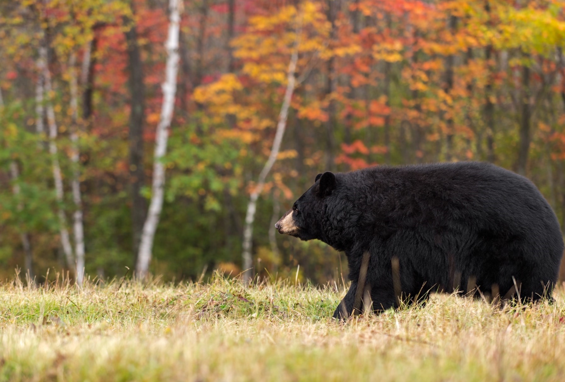 Adirondack black bear wandering around during the fall