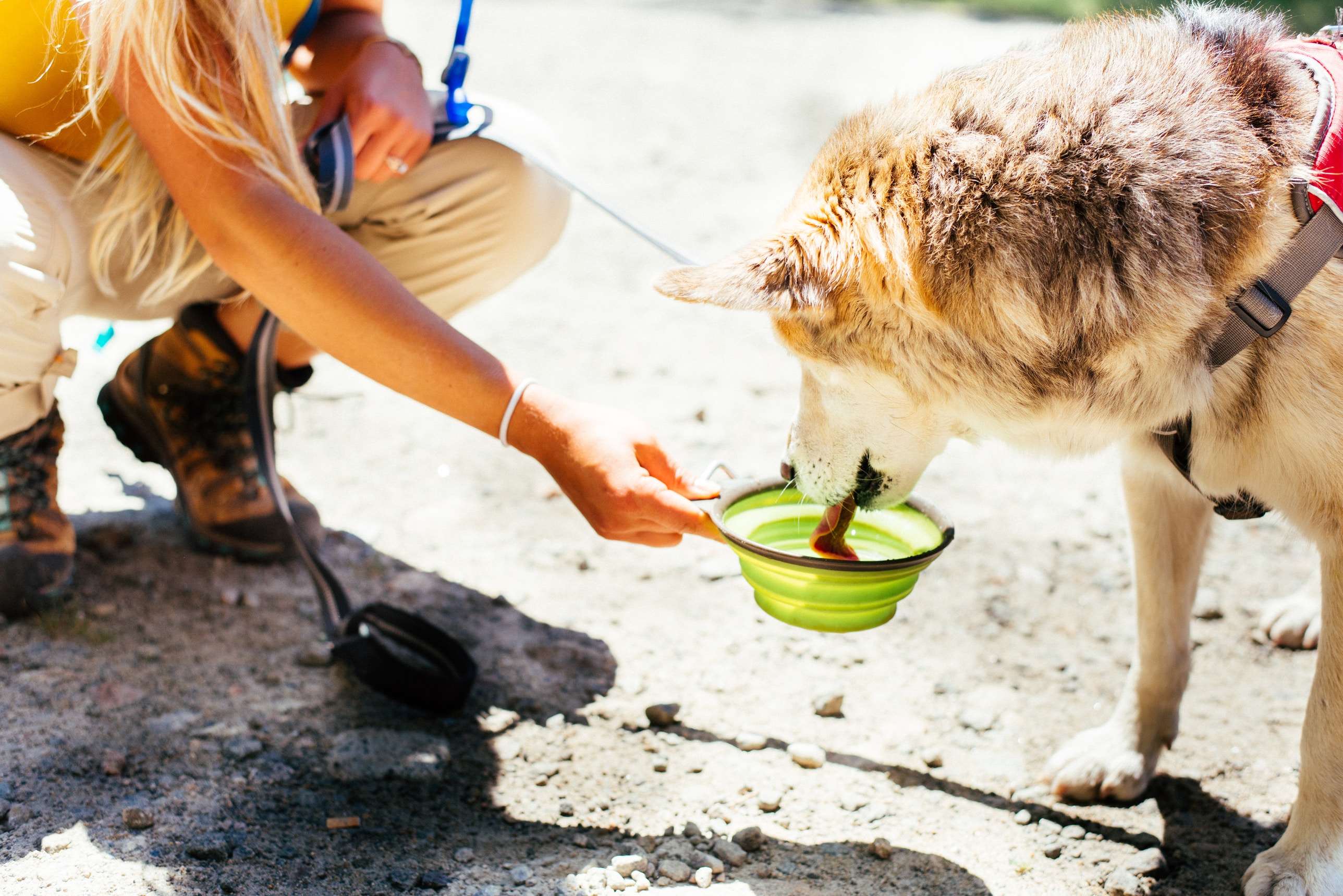 dog on a hike drinking from water bowl