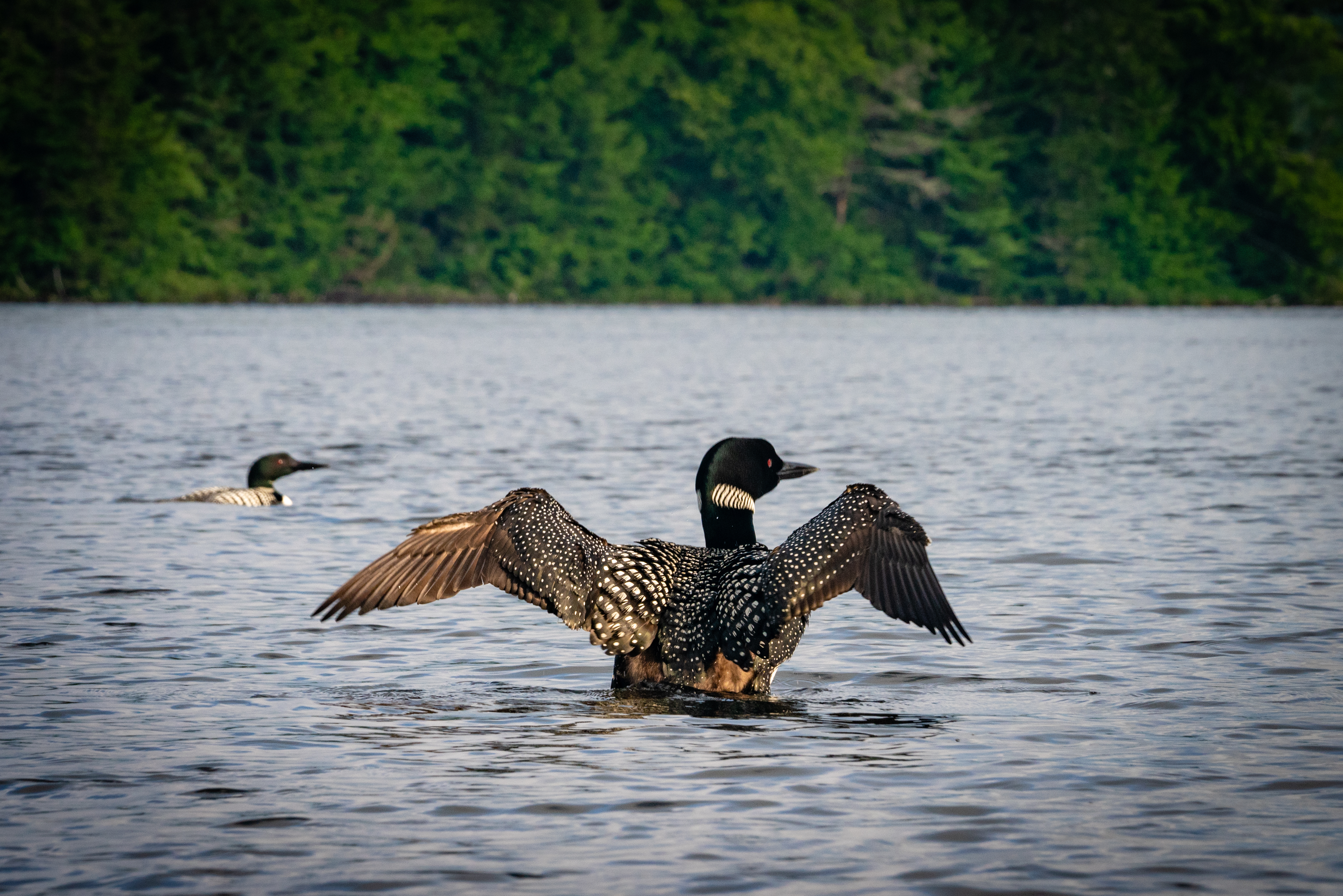 Loons on St. Regis Lake