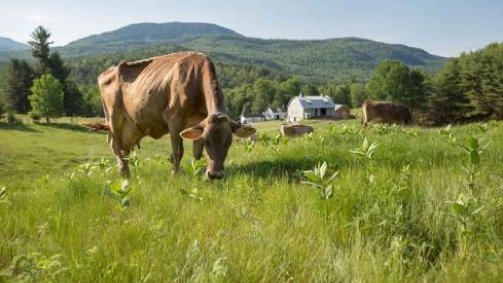 Ausable Valley Cuisine Trail