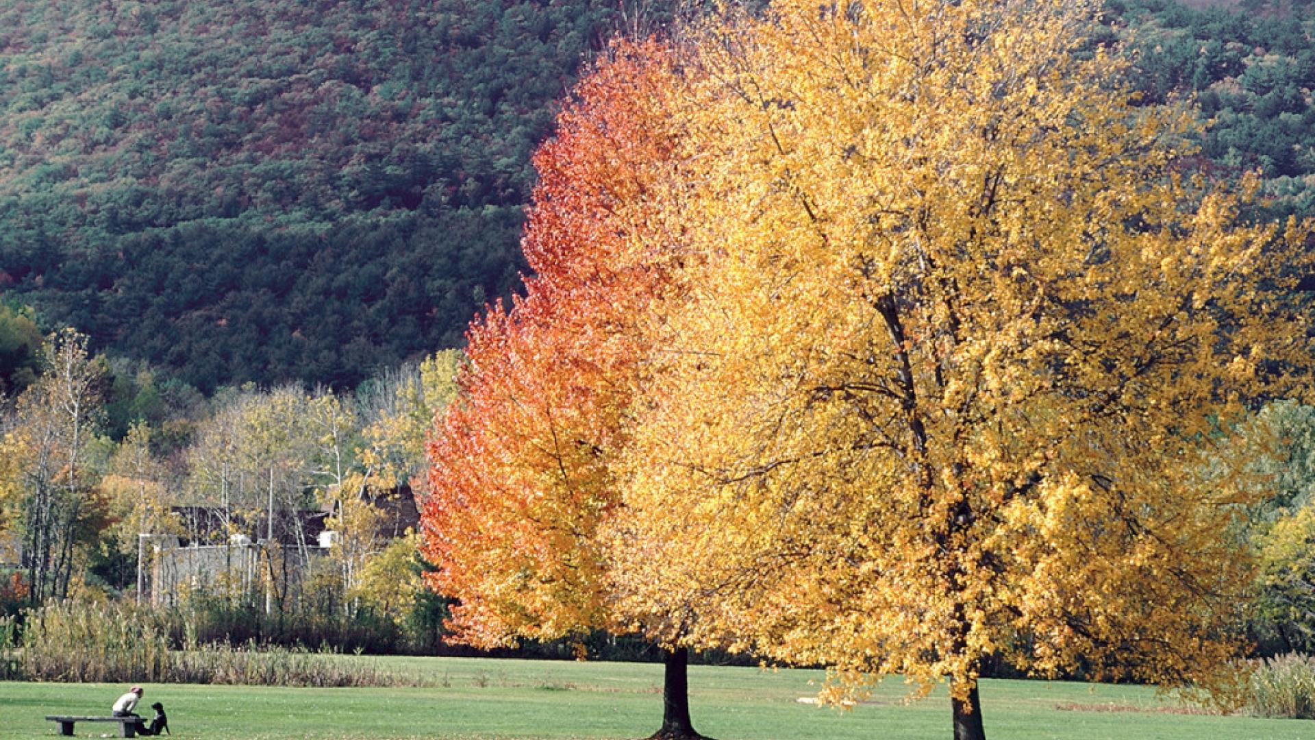 Lake George Battlefield Park