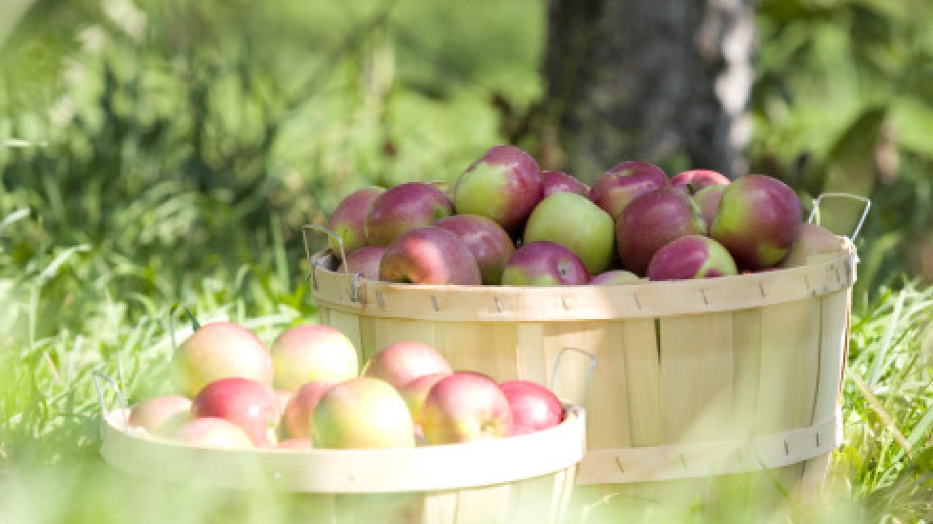 Forrence Orchards, Inc.