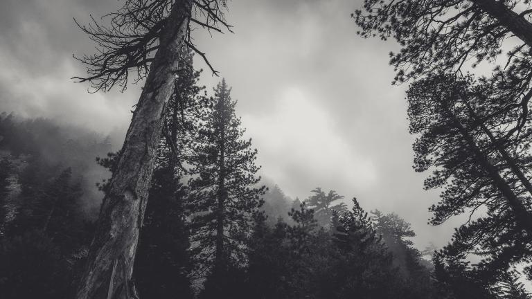 creepy haunted looking trees