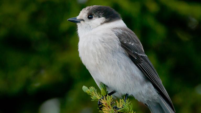 birds of the Adirondacks