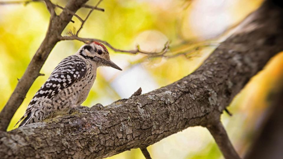 an Adirondack woodpecker perched in a tree
