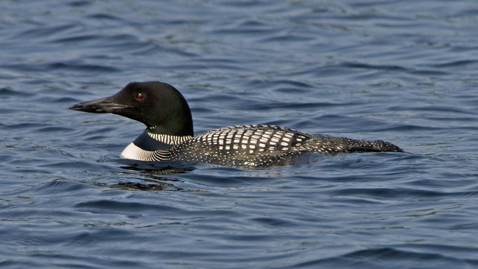 Adirondack loon floating in water