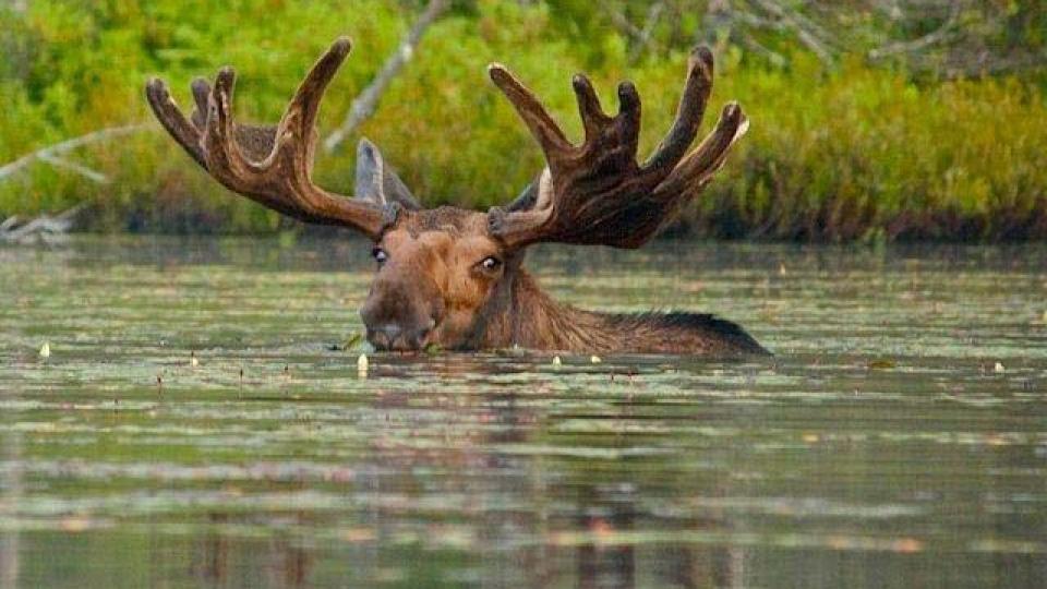 Adirondack moose in water