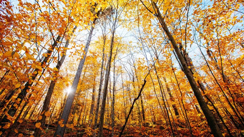 hunting season scene in the Adirondacks