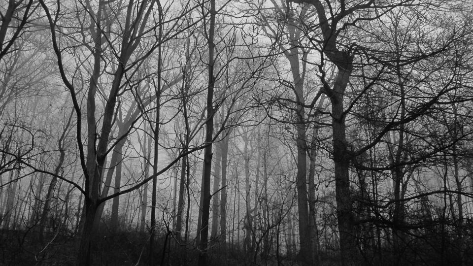 spooky haunted woods in the Adirondacks