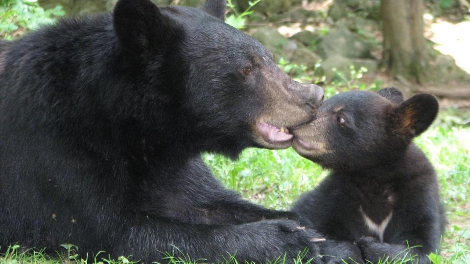 mother and baby black bears