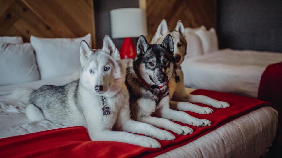 dogs laying on a bed at Adirondack pet-friendly hotel Lake House in Lake Placid