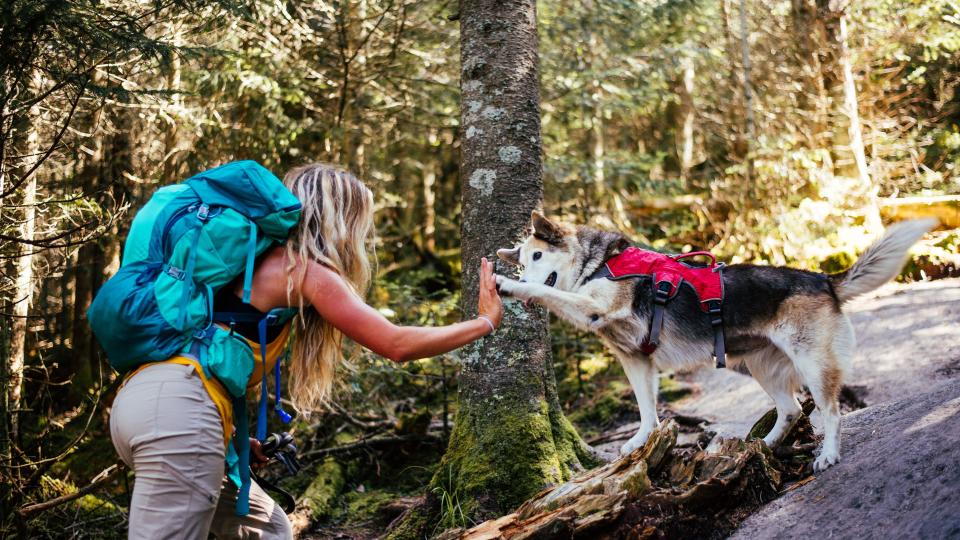 how do i prepare my dog for hiking