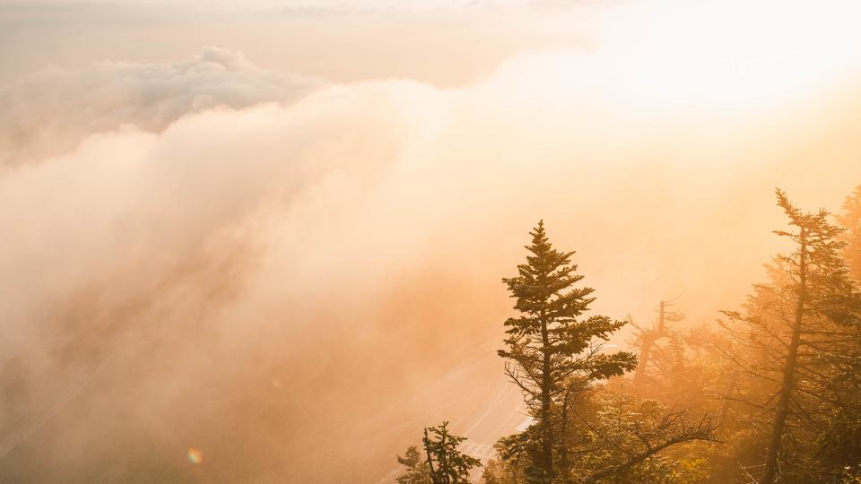 Trees in fog 