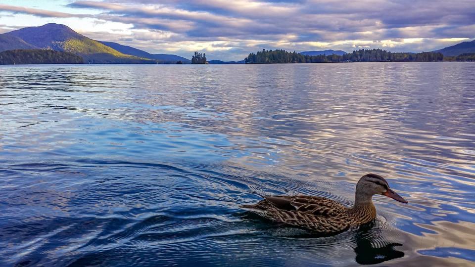 mallard on the lake