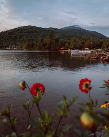 wild flower near lake in Adirondack Park 