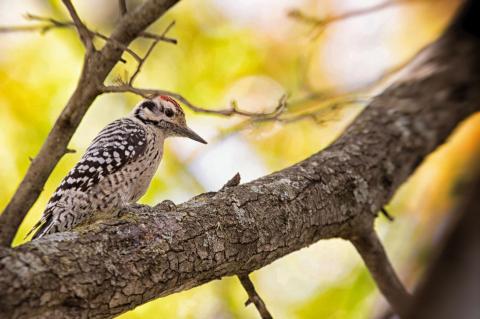 woodpecker perched in a tree