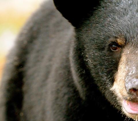 close up of a black bear's face
