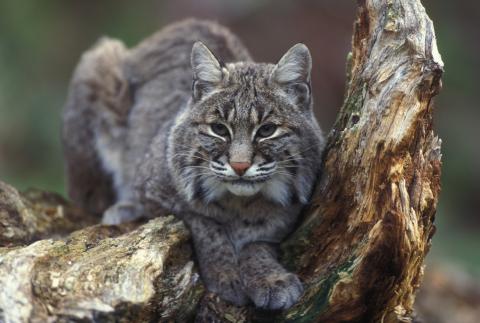 bobcat sitting in a tree