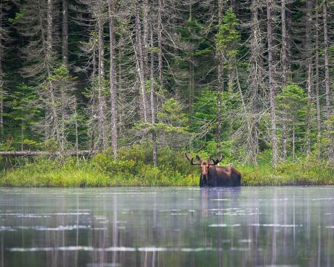Adirondack moose eating in water