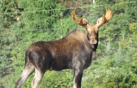 Adirondack moose