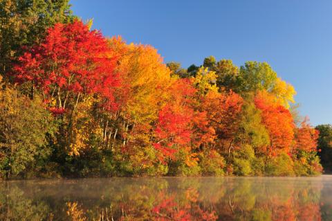 Sugar Maple trees fall foliage
