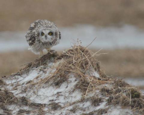 Short-Eared Owl