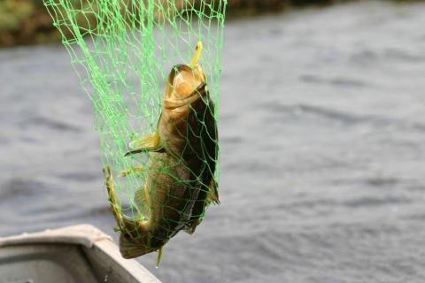 fish in a net