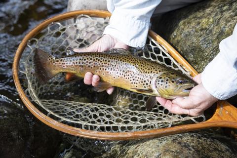 Ausable River Two-Fly Challenge