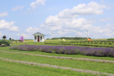 Hopenhagen Farm Lavender Festival