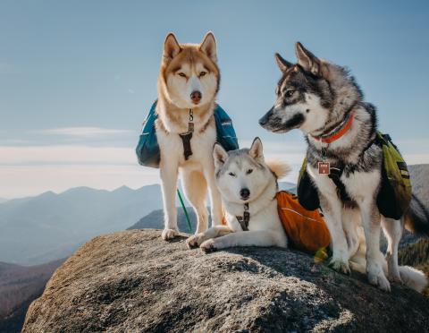 Dogs on a peak