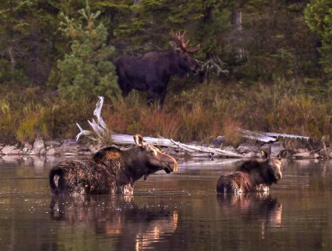 Moose