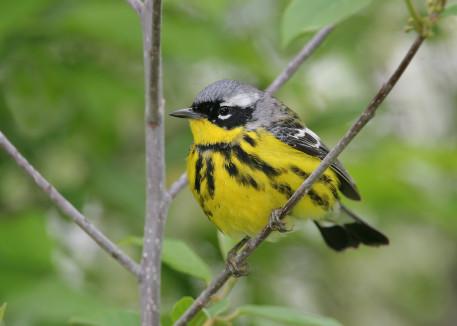 Birding~Gore Mountain Area Birding~Gore Mountain Area